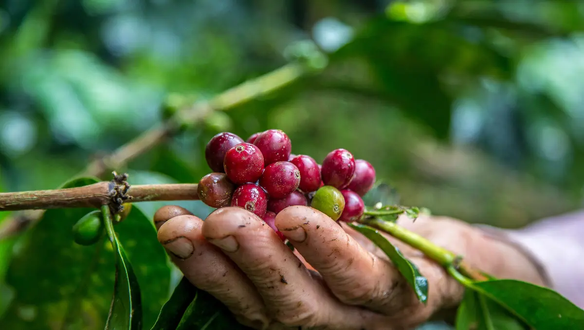 Las ideas de emprendimientos innovadores sostenibles se centran en satisfacer necesidades sociales o medioambientales sin comprometer los recursos naturales, lo cual genera un impacto positivo en la sociedad.